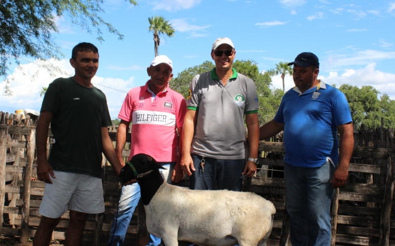 PMU e Sebrae vão desenvolver projeto de fortalecimento da ovinocultura