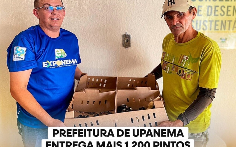 Prefeitura de Upanema entrega mais 1.200 pintos caipiras a produtores rurais